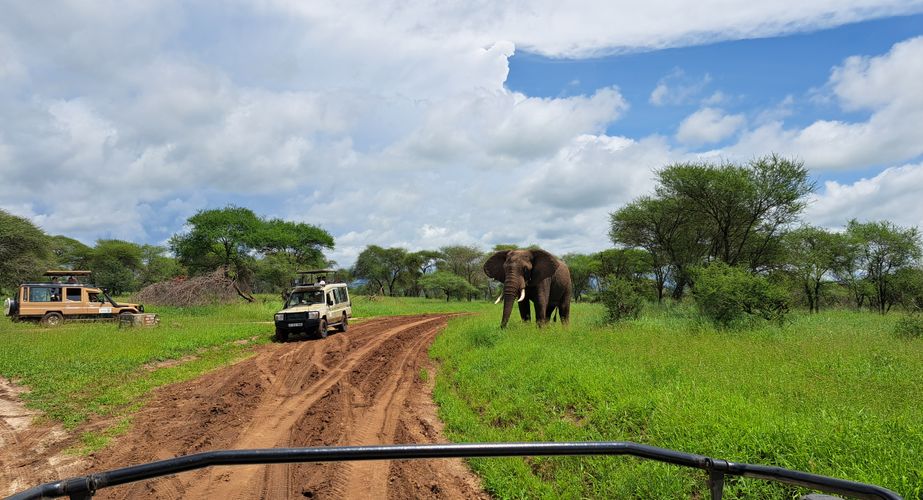 Game drives in Tanzania